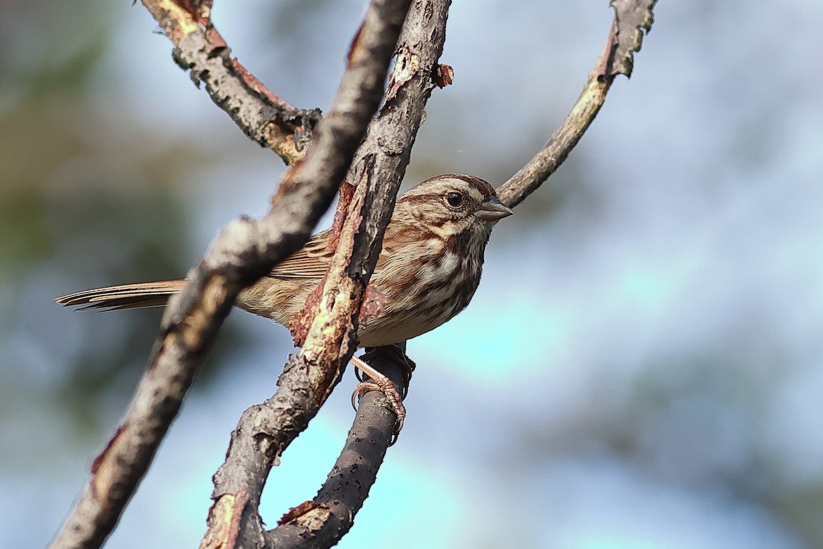 Song Sparrow - ML643505479