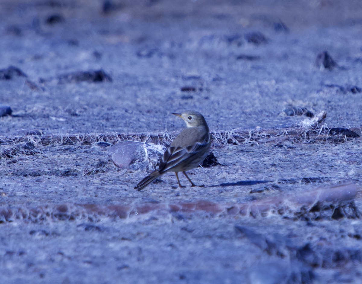 American Pipit - ML643505480