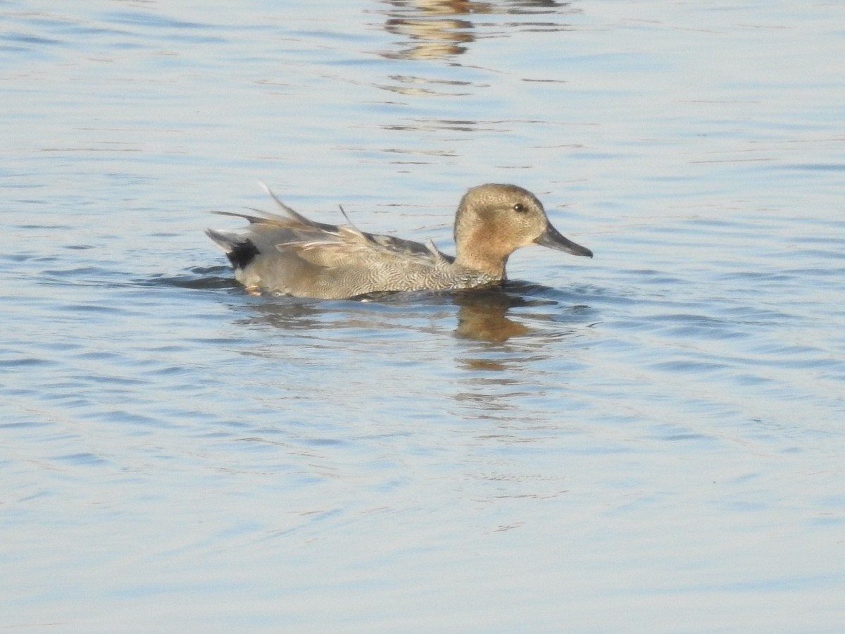 Gadwall - ML643505484