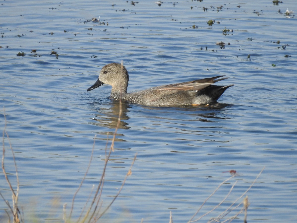 Gadwall - ML643505486