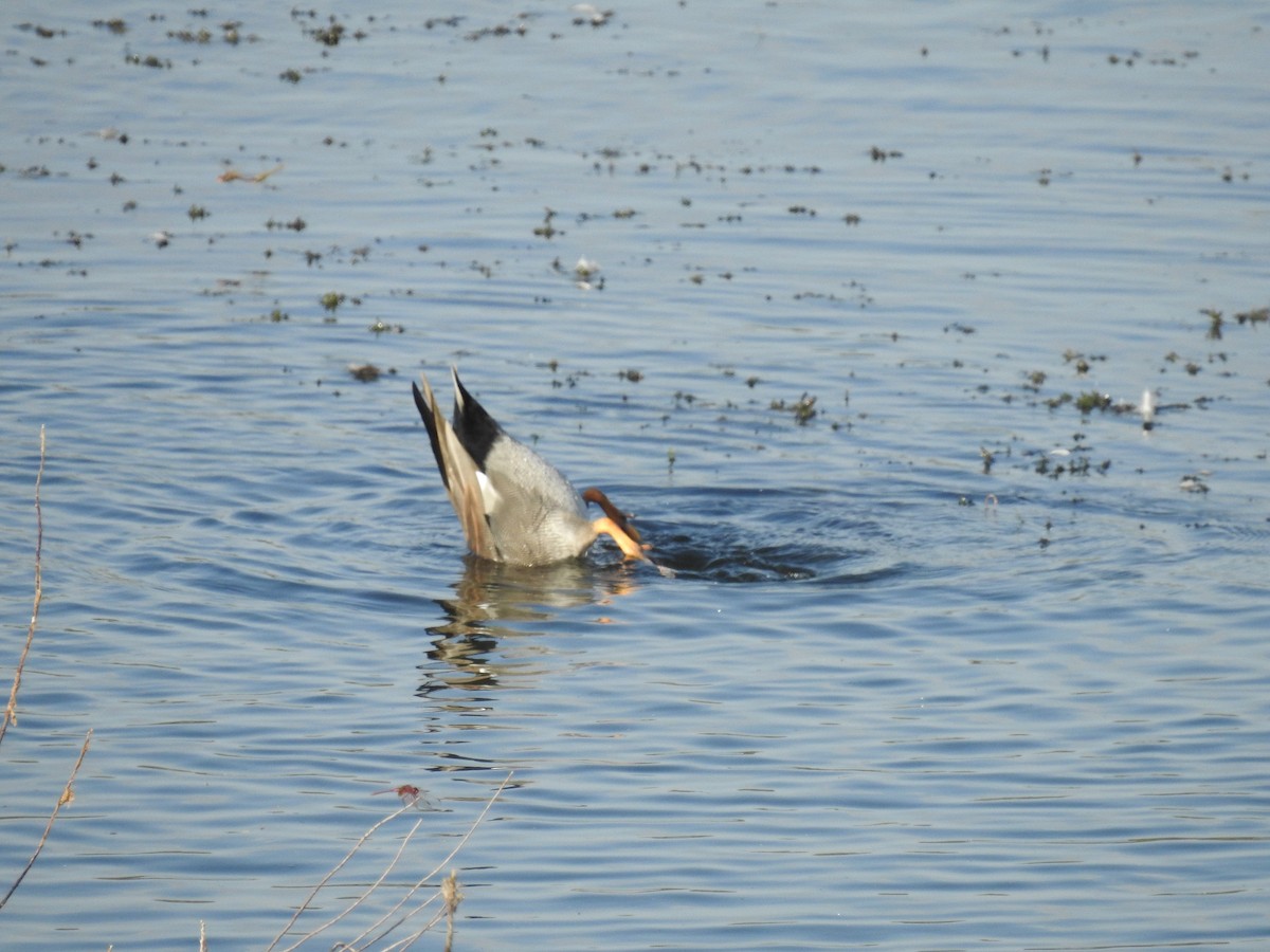 Gadwall - ML643505487