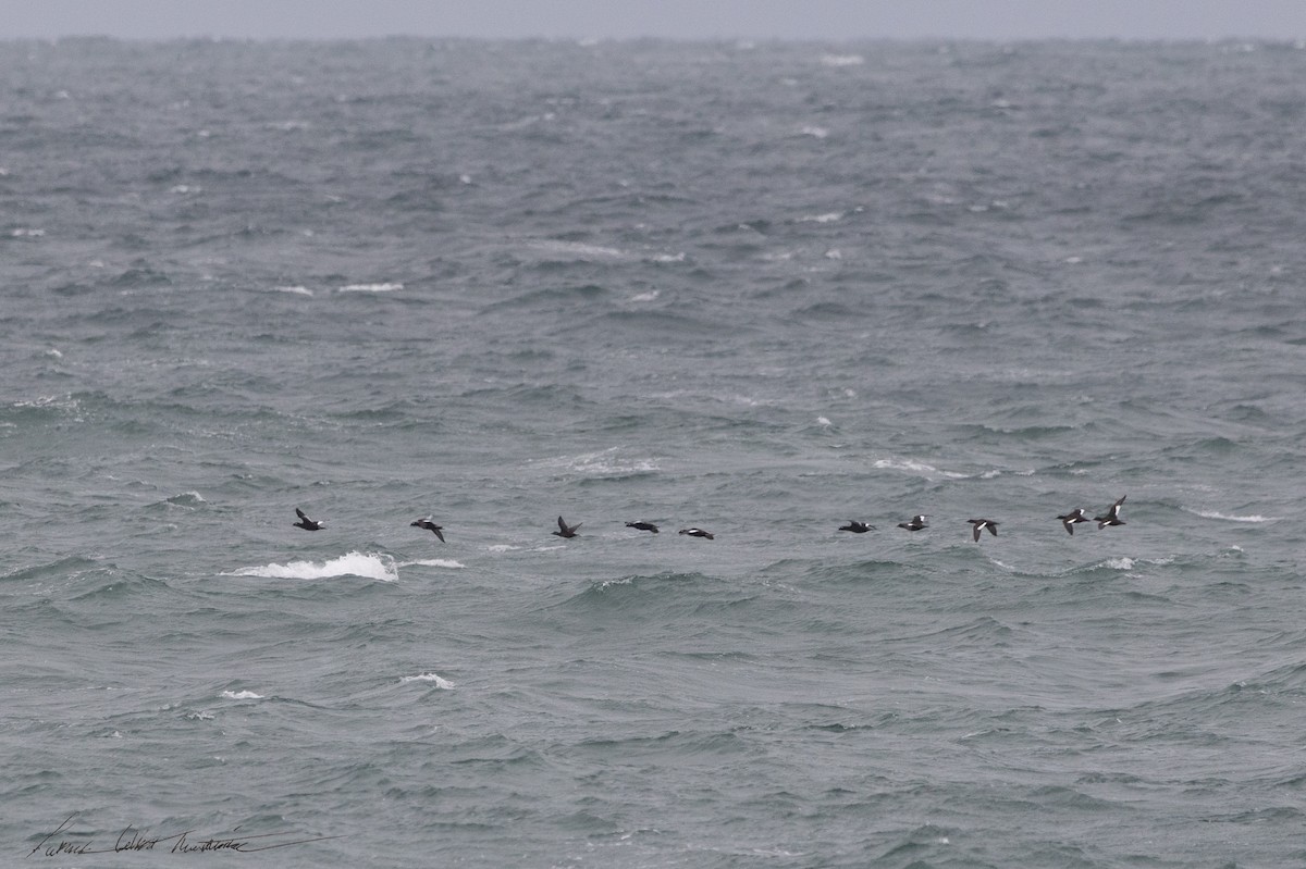 White-winged Scoter - ML643505489