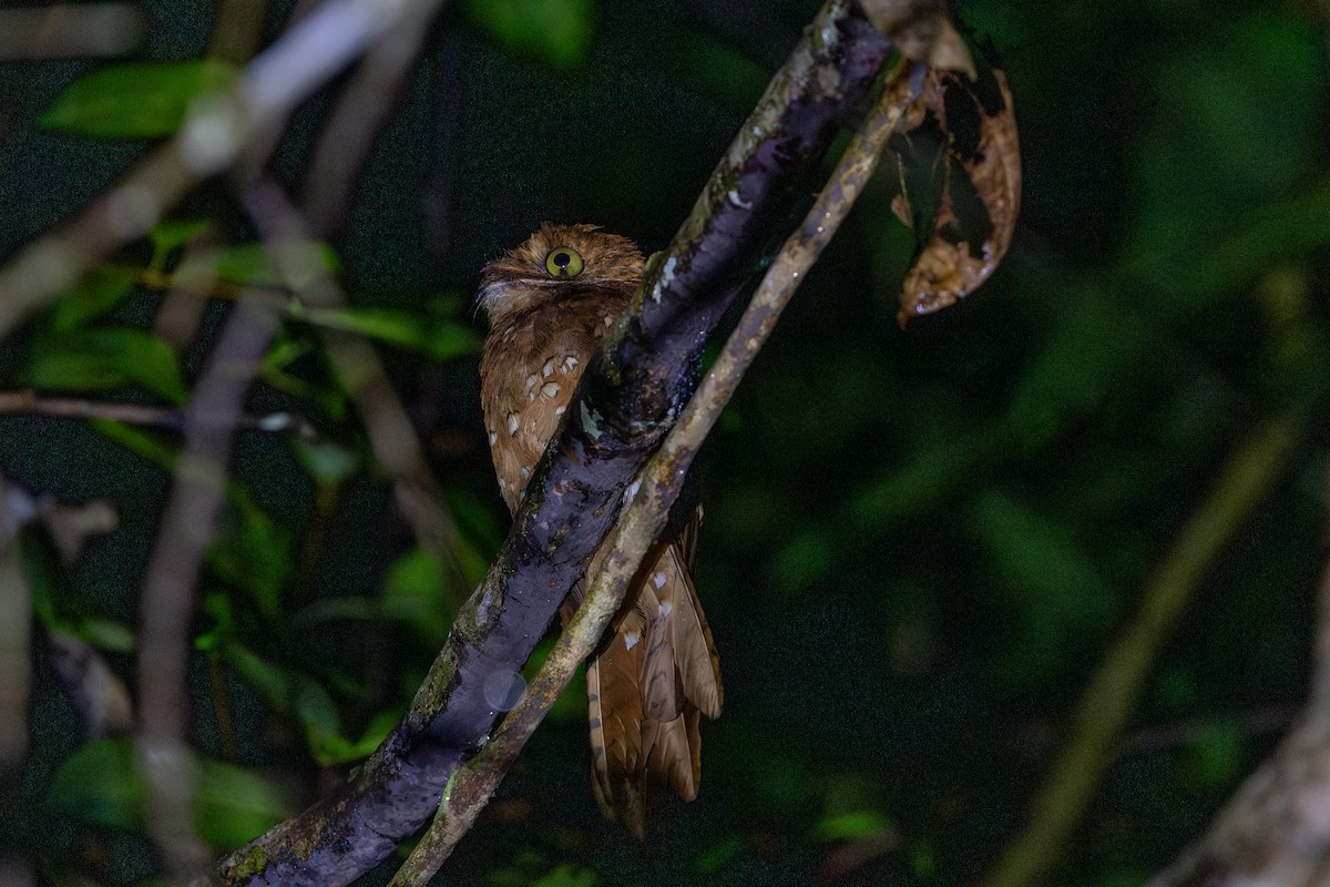 サビイロタチヨタカ - ML643505494