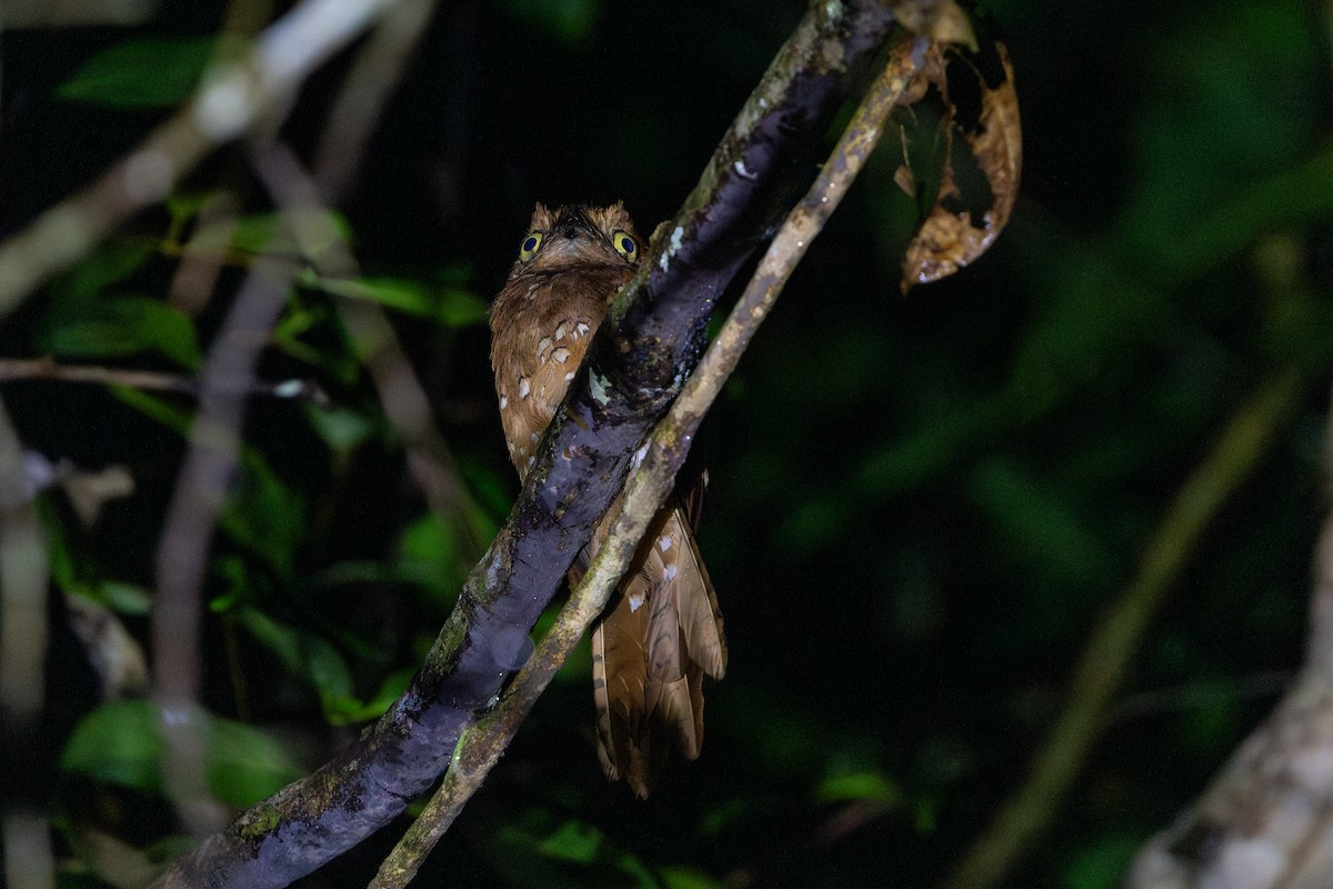 サビイロタチヨタカ - ML643505495