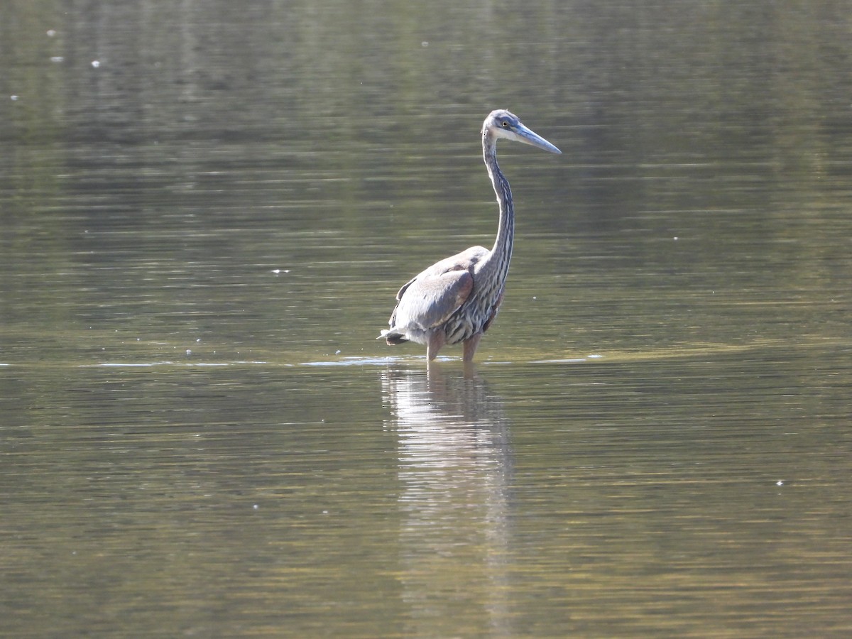 Great Blue Heron - ML643505497