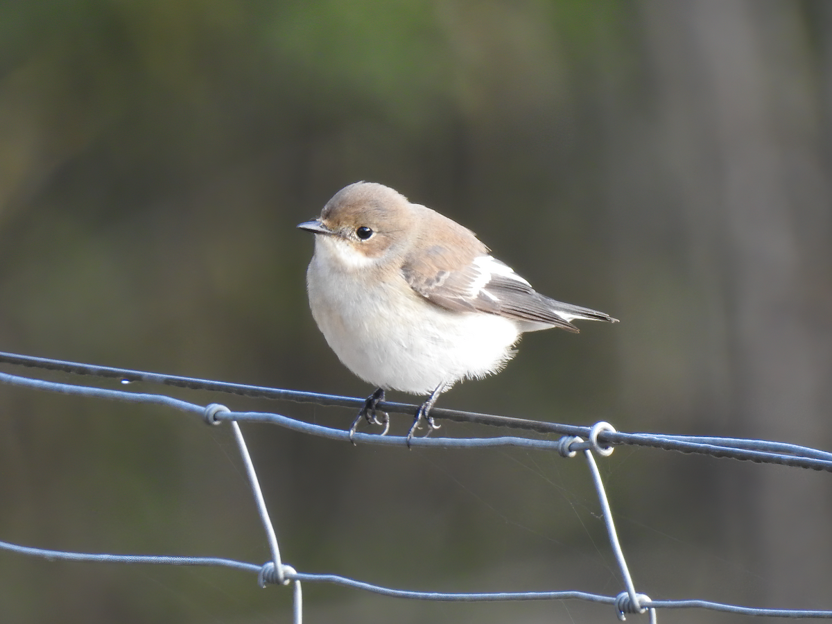 European Pied Flycatcher - ML643505502