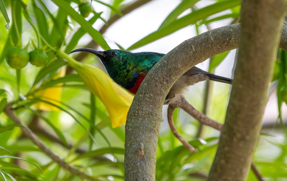 Greater Double-collared Sunbird - ML643505524