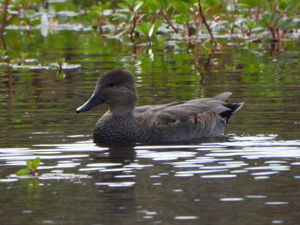 Gadwall - ML643505529