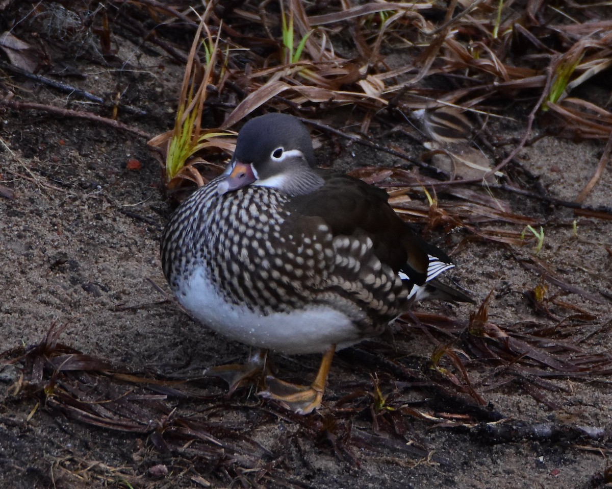 Mandarin Duck - ML643505536