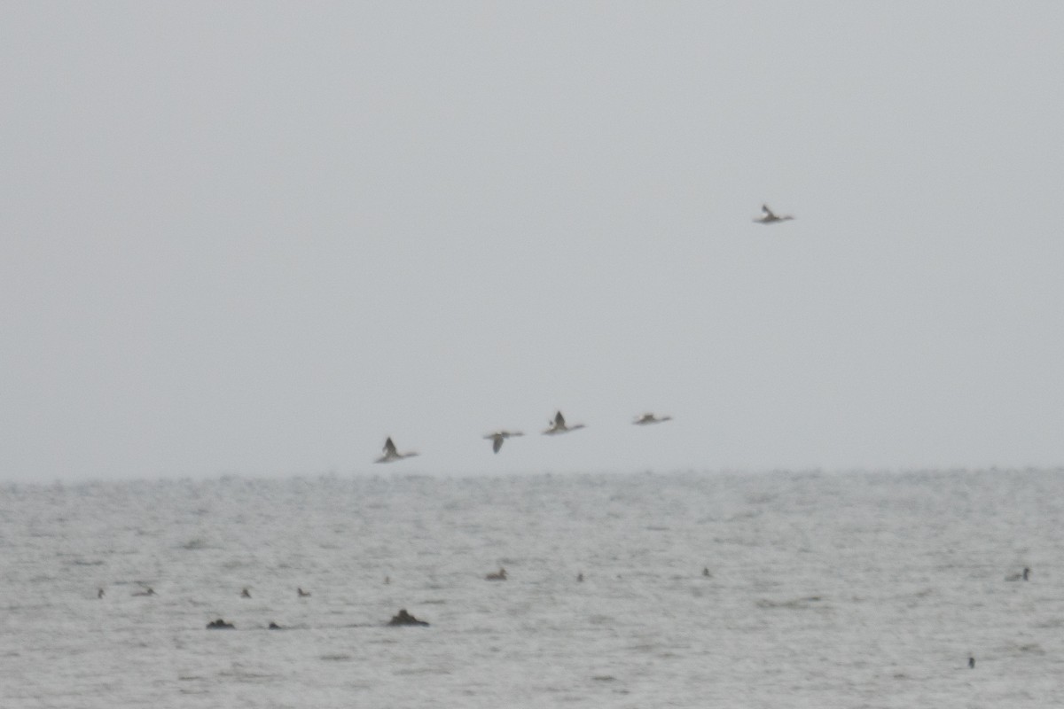 Common Merganser - ML643505577