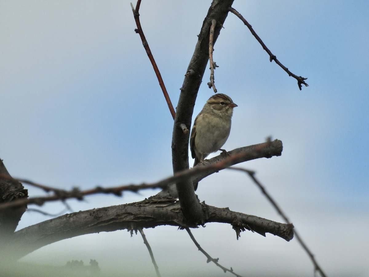 Chipping Sparrow - ML643505581