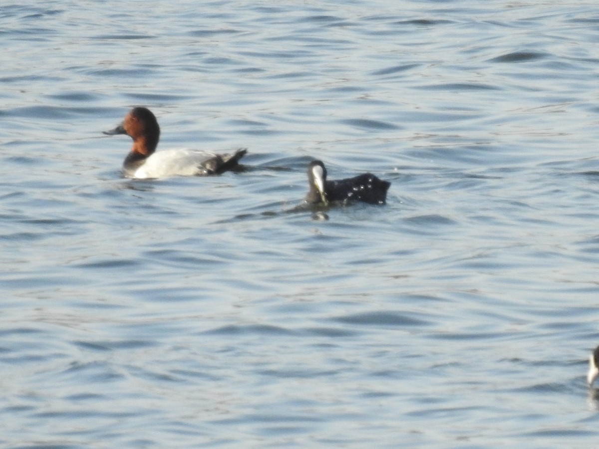 Common Pochard - ML643505590