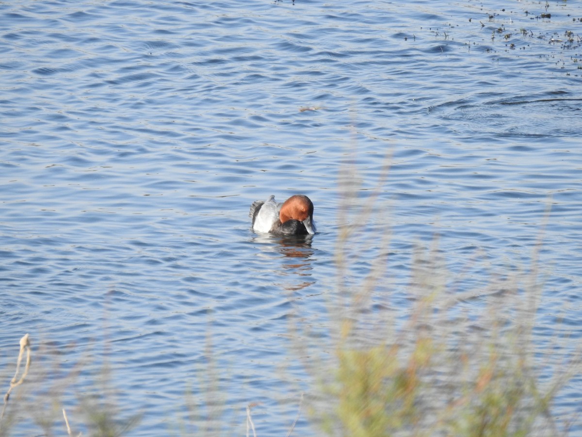 Common Pochard - ML643505591