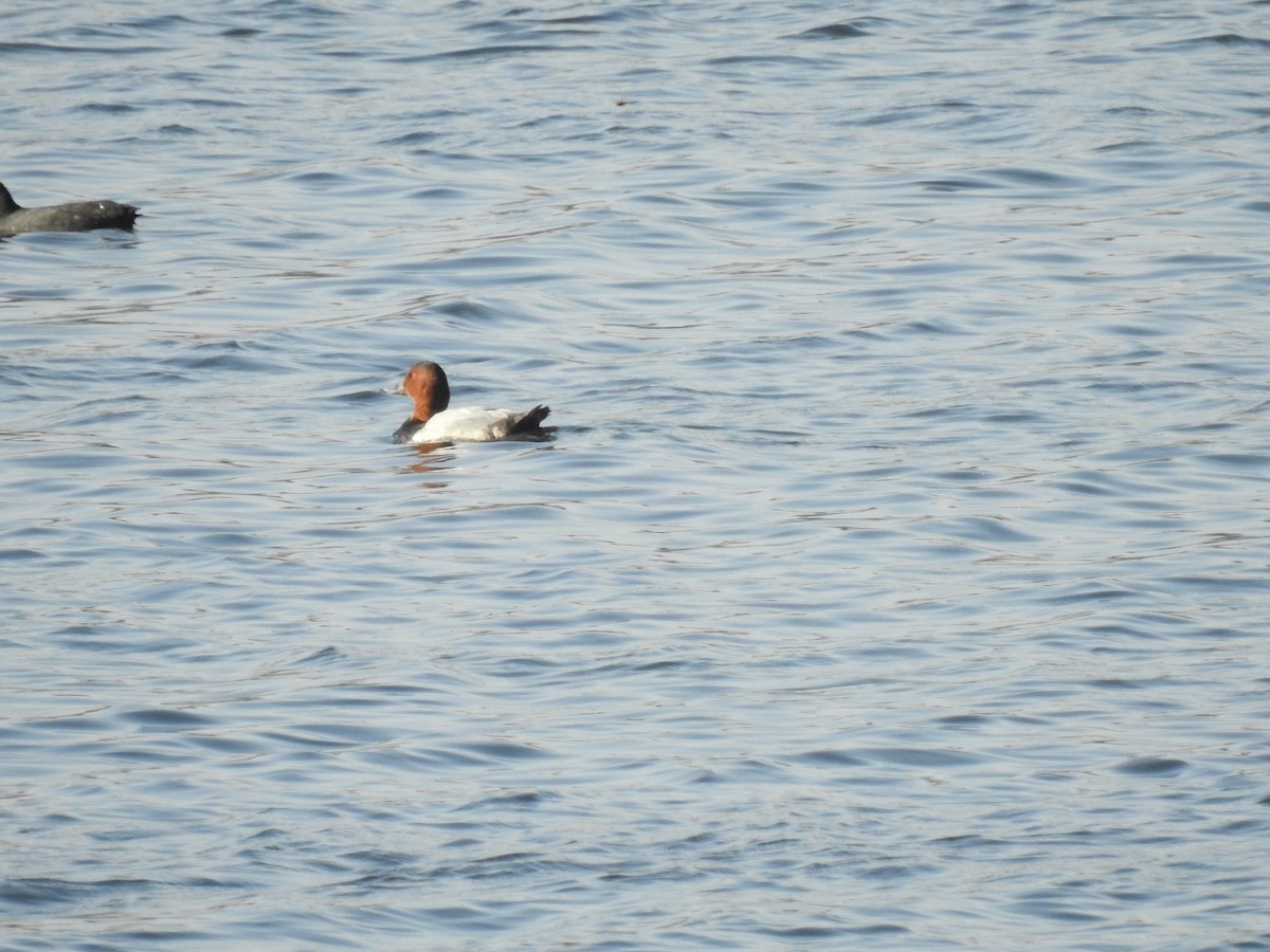 Common Pochard - ML643505593