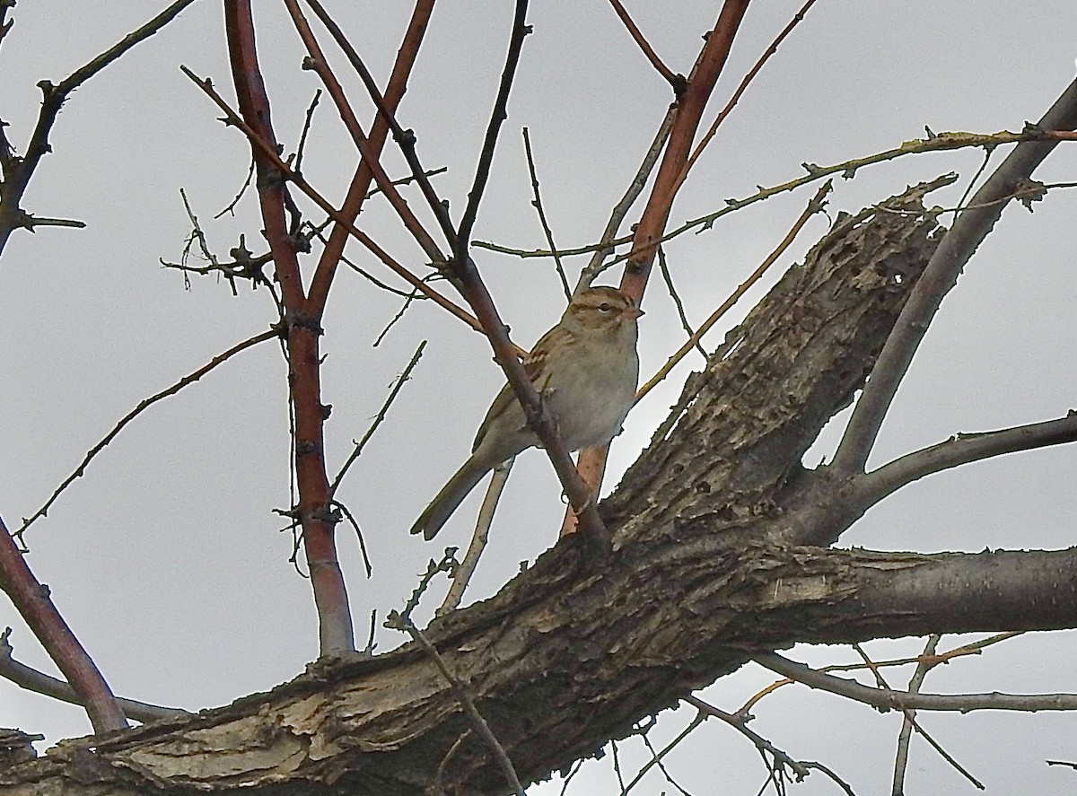 Chipping Sparrow - ML643505604