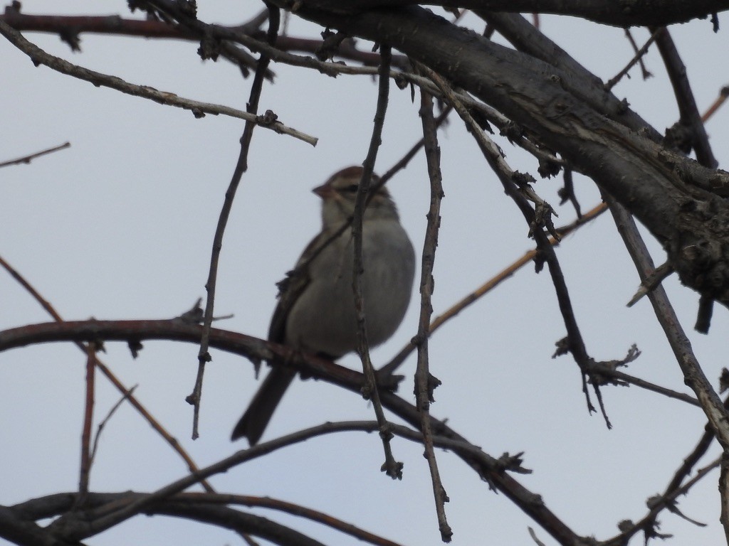 Chipping Sparrow - ML643505613