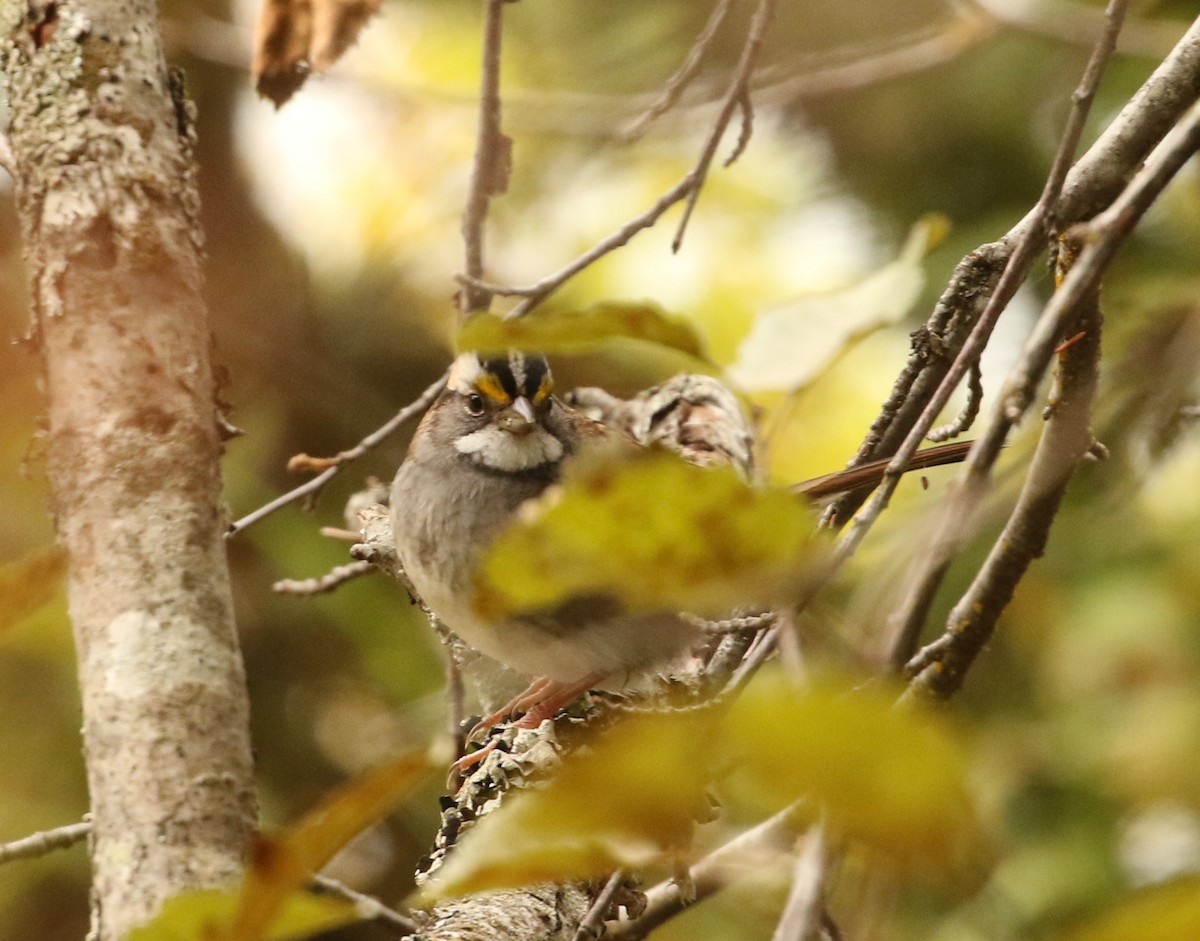 White-throated Sparrow - ML643505616