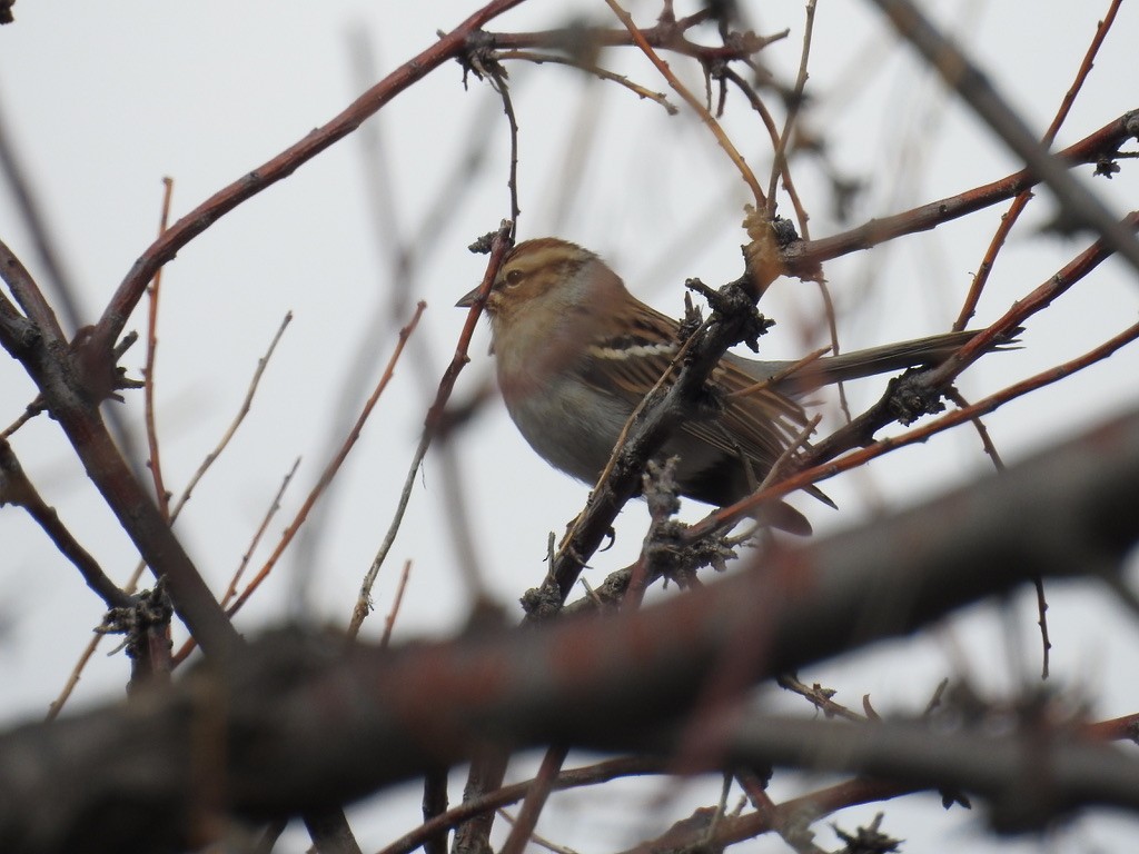 Chipping Sparrow - ML643505627