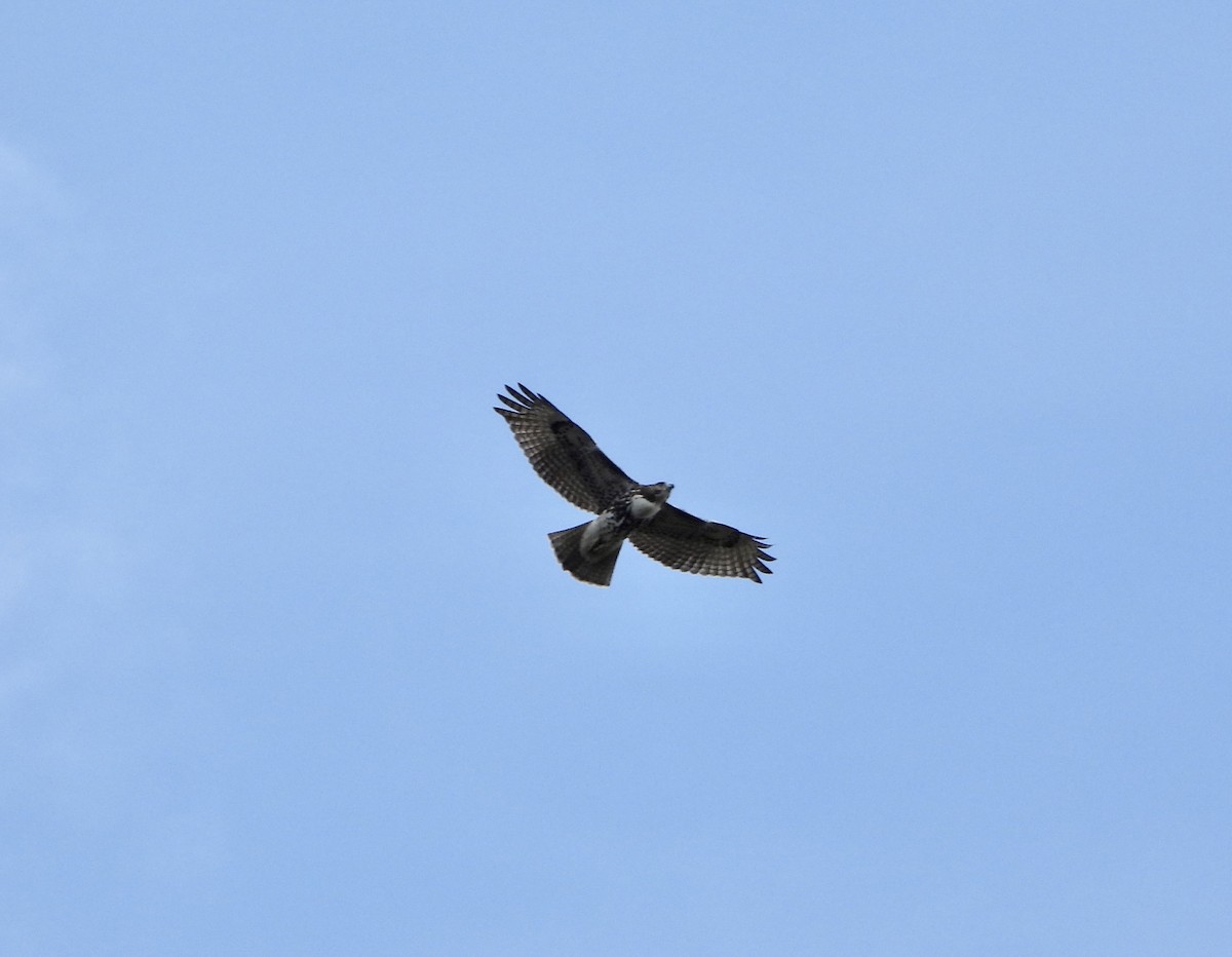 Red-tailed Hawk (borealis) - ML643505638