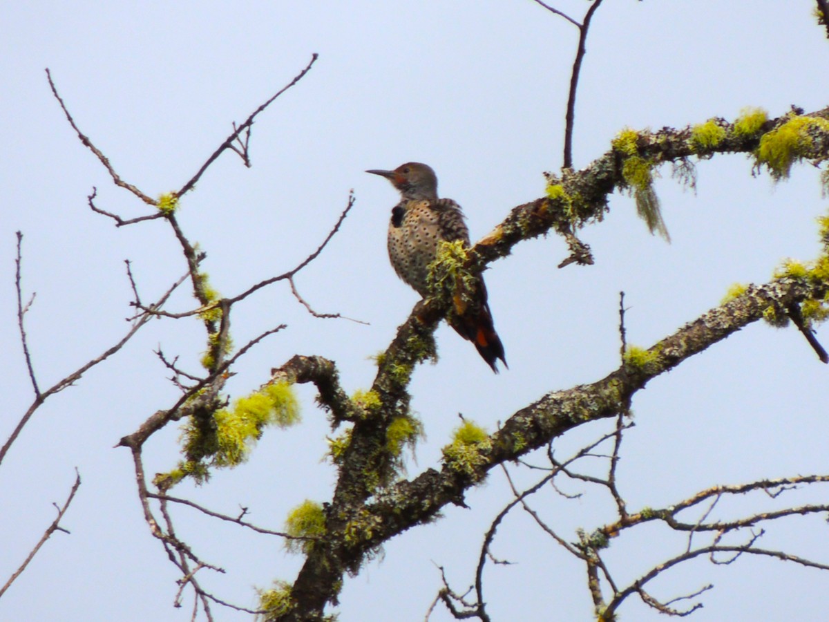 Northern Flicker - ML643505639