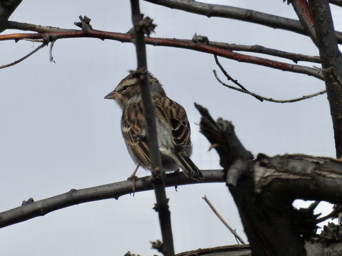 Chipping Sparrow - ML643505640