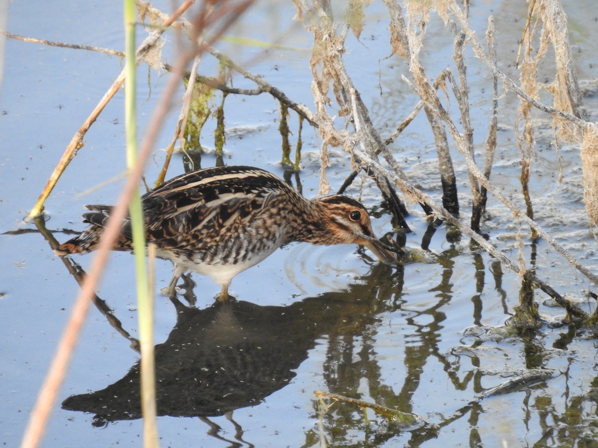 Common Snipe - ML643505641