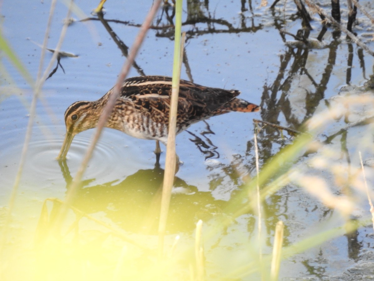 Common Snipe - ML643505642