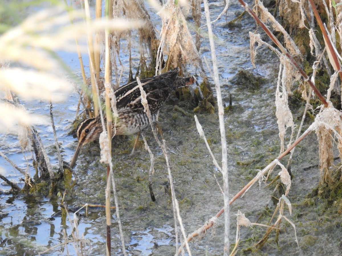 Common Snipe - ML643505643