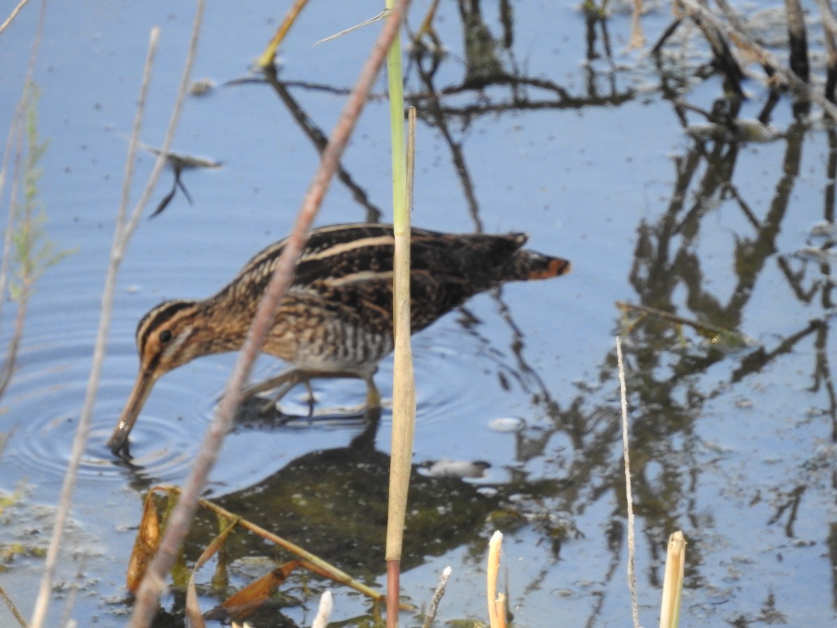 Common Snipe - ML643505644