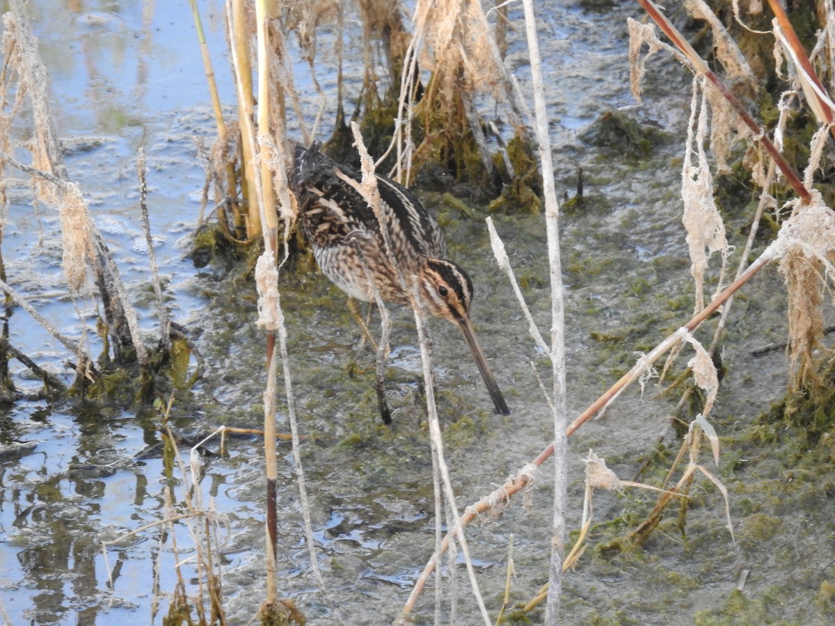 Common Snipe - ML643505645
