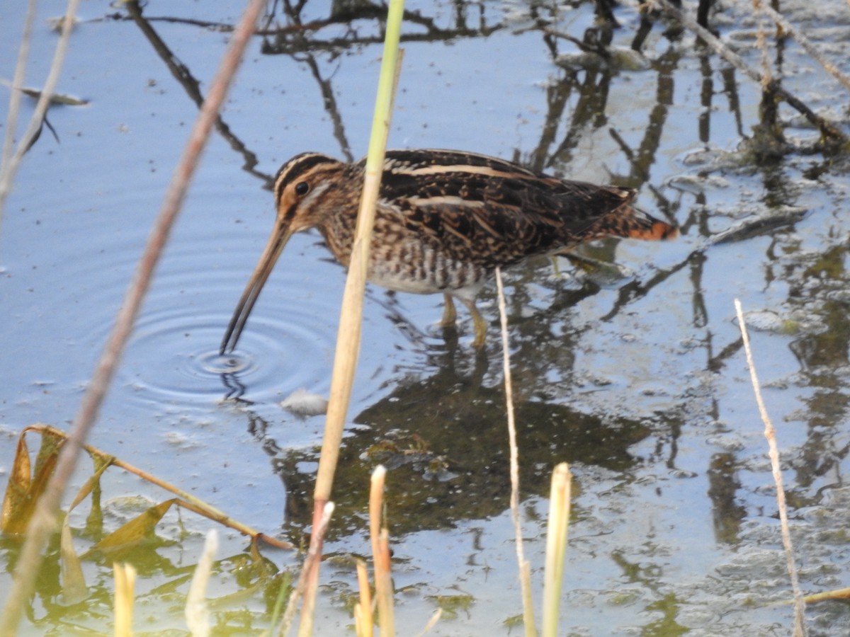 Common Snipe - ML643505646