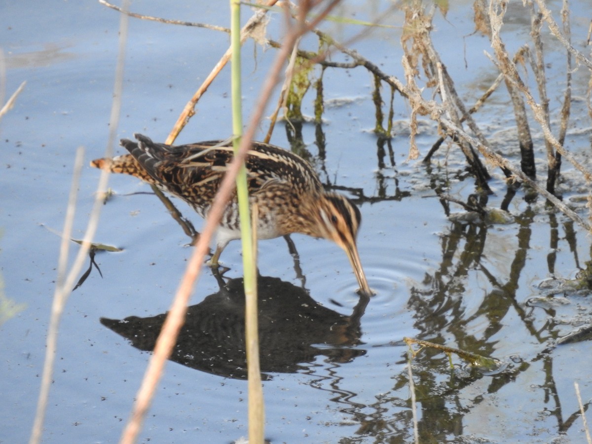 Common Snipe - ML643505647