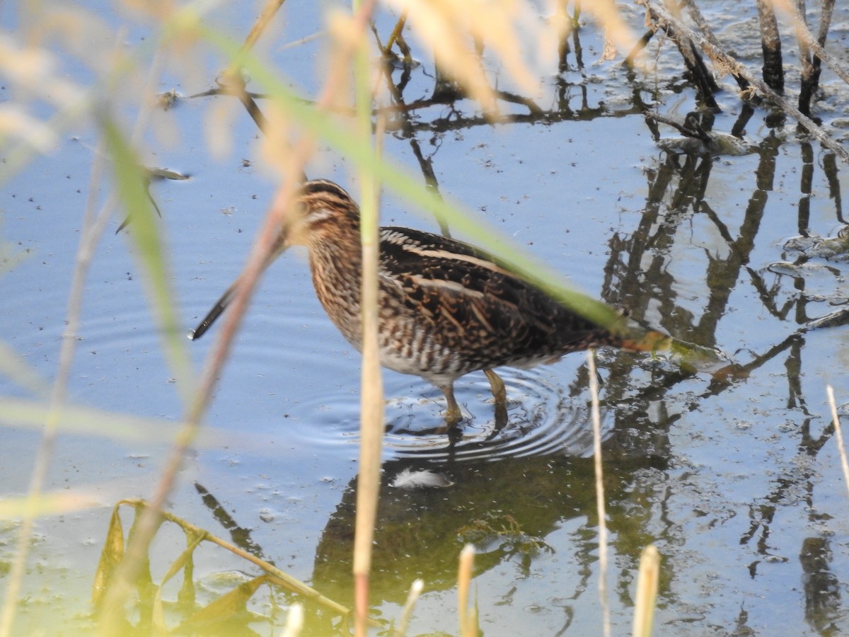 Common Snipe - ML643505648