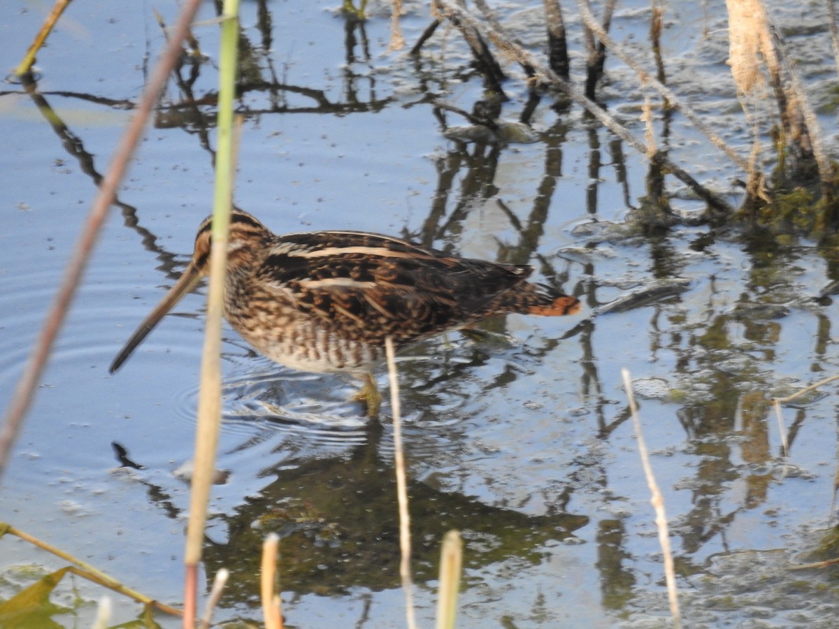 Common Snipe - ML643505649