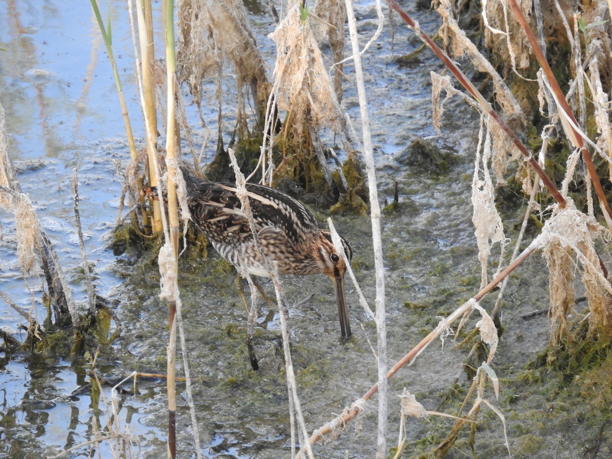 Common Snipe - ML643505650