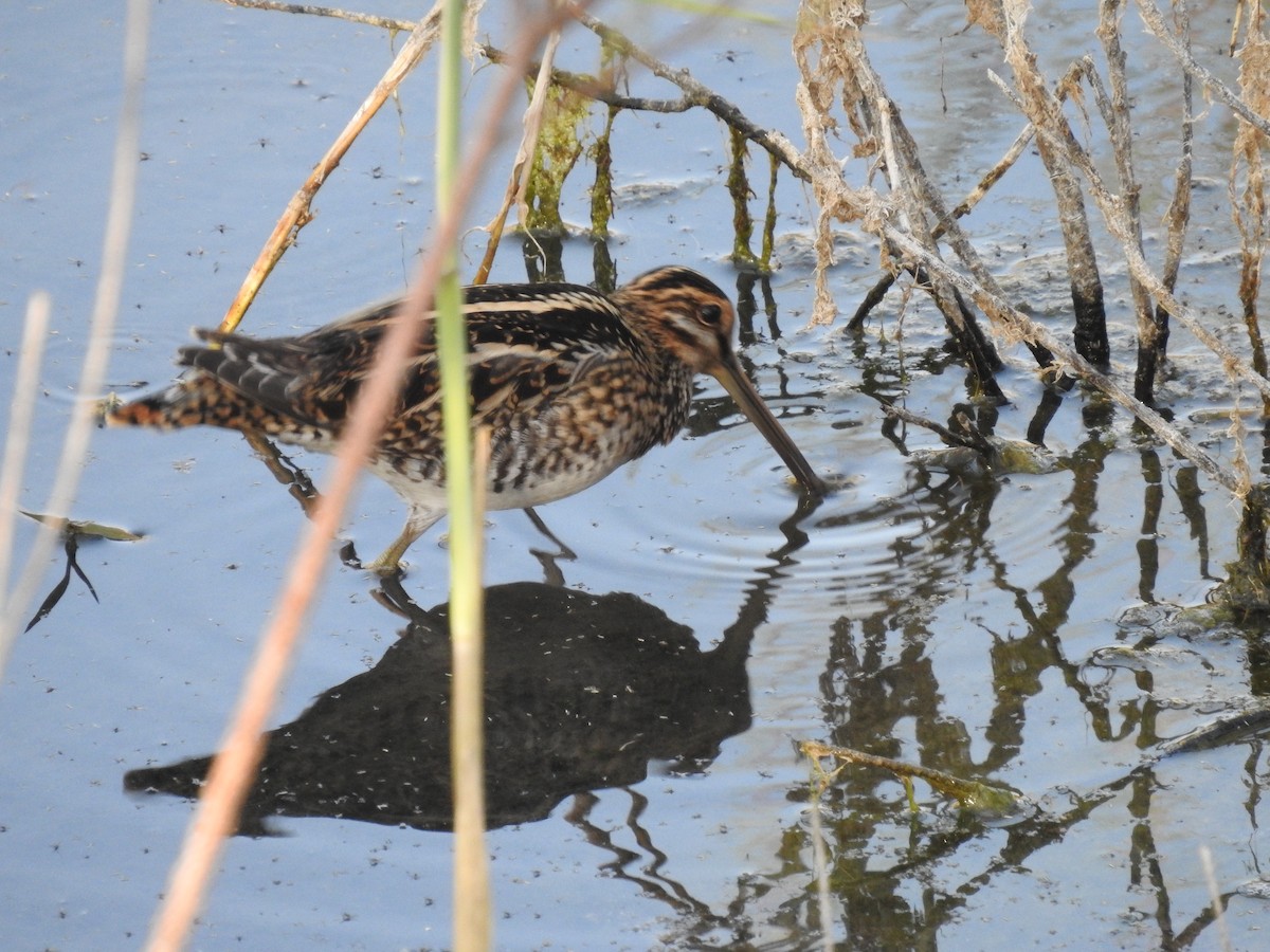 Common Snipe - ML643505651
