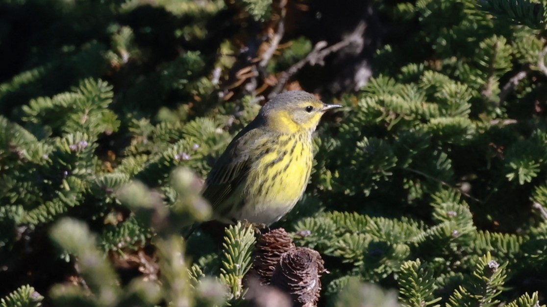 Cape May Warbler - ML643505652