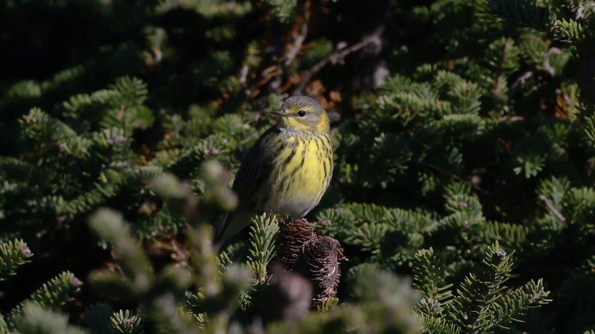 Cape May Warbler - ML643505653