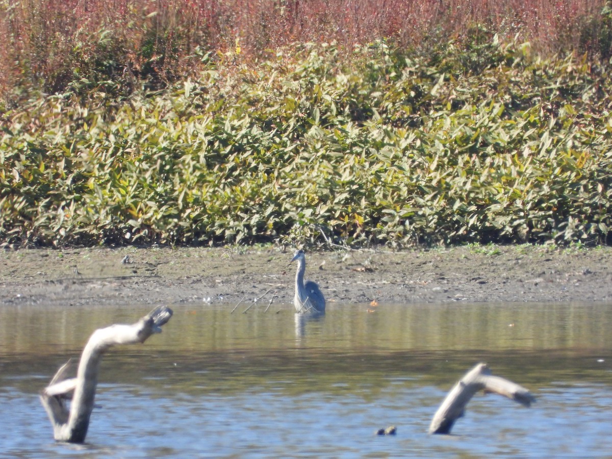 Great Blue Heron - ML643505656