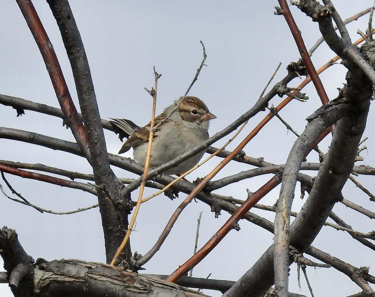Chipping Sparrow - ML643505658