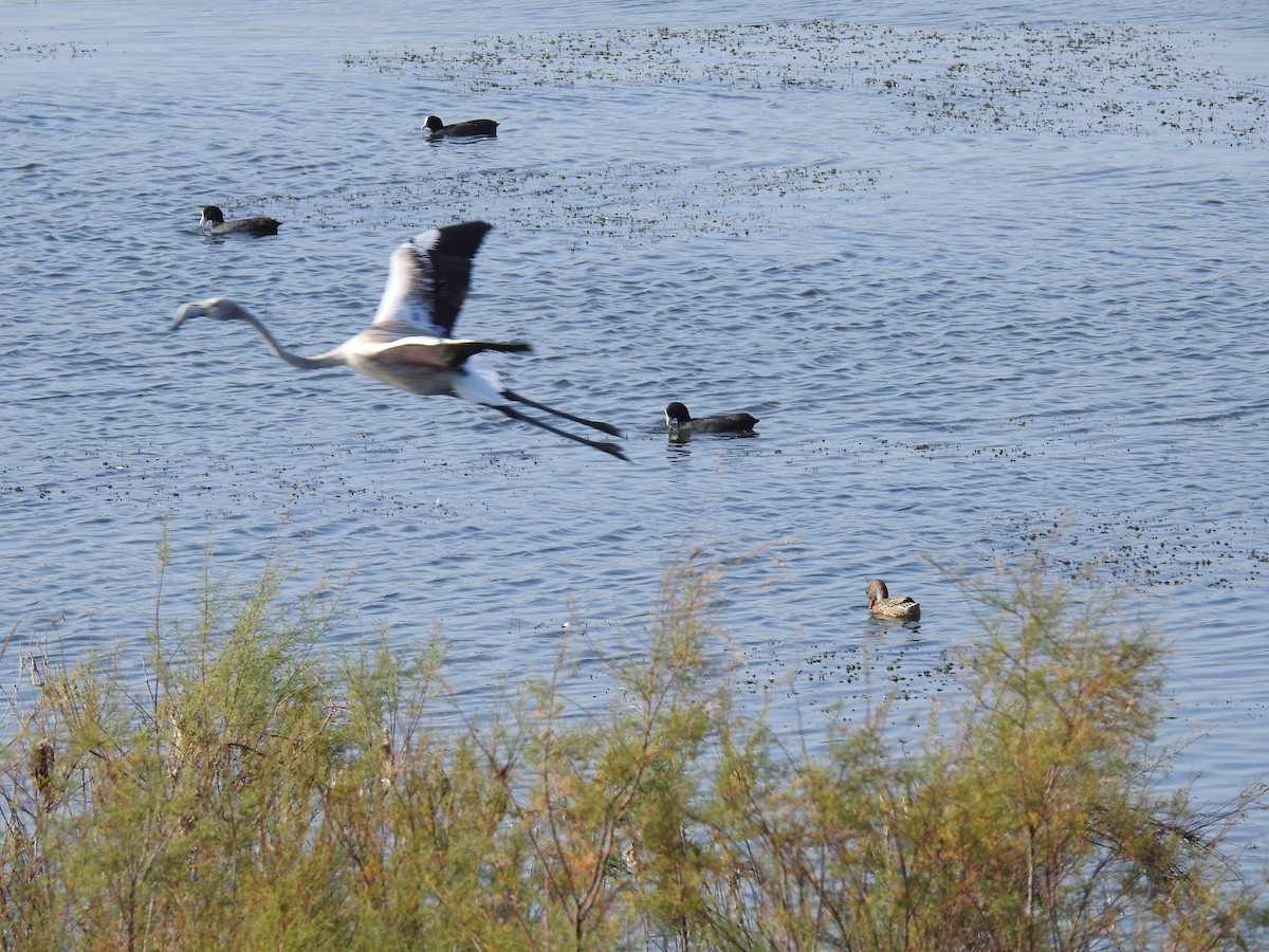Flamant rose - ML643505668