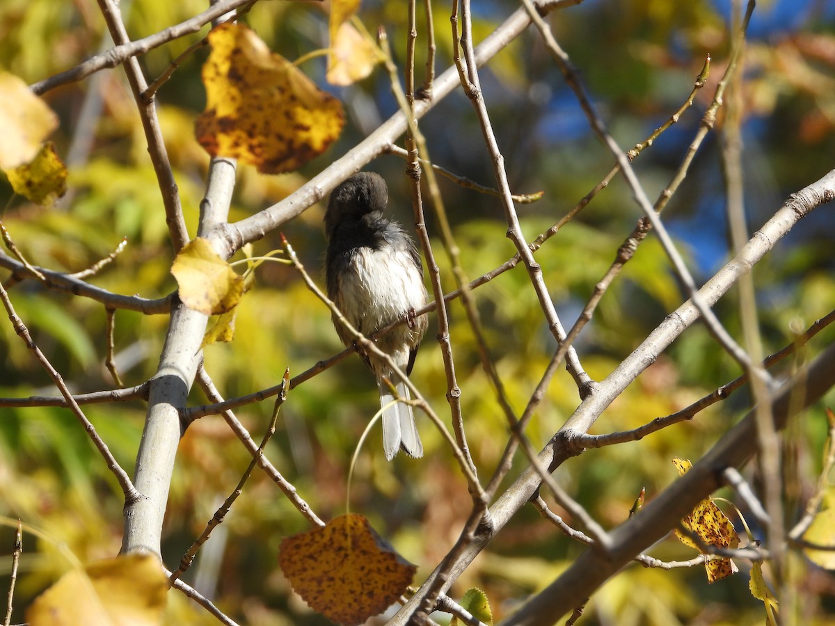 Dark-eyed Junco - ML643505673