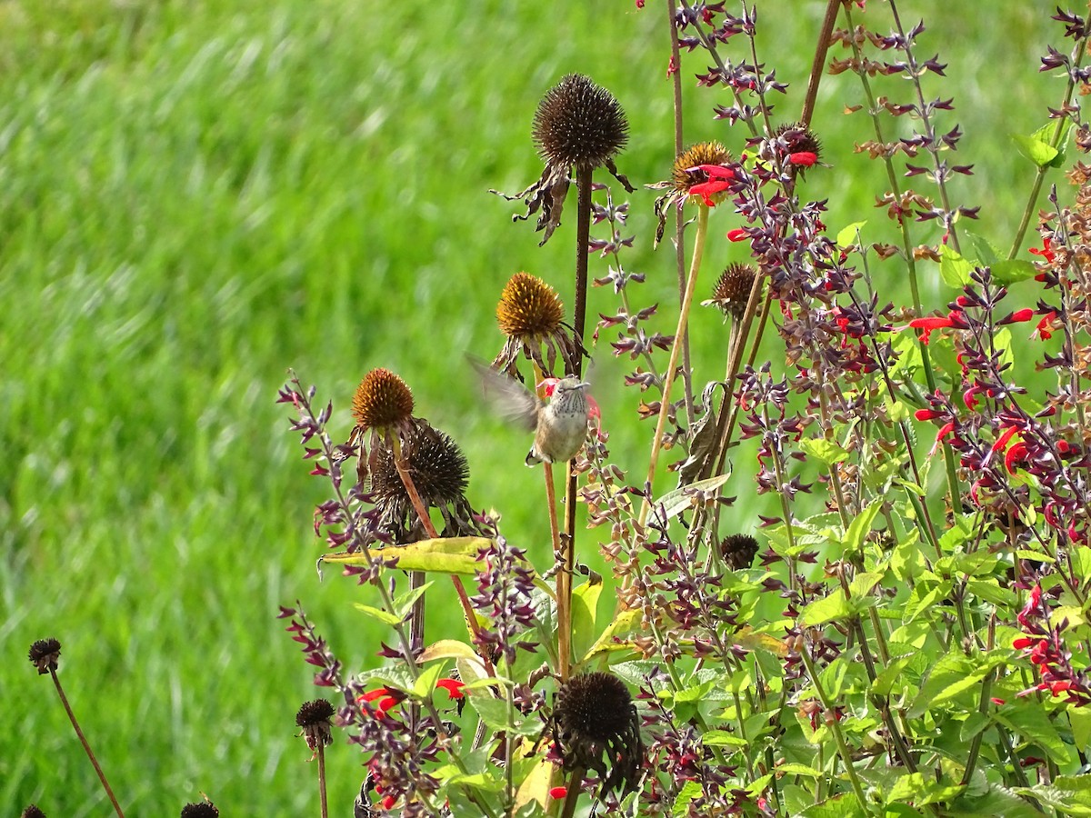 Colibrí Coliancho - ML643505681