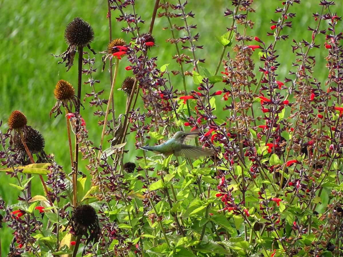 Colibrí Coliancho - ML643505682