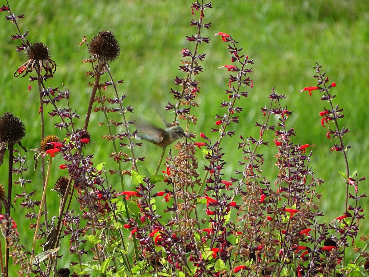Colibrí Coliancho - ML643505683