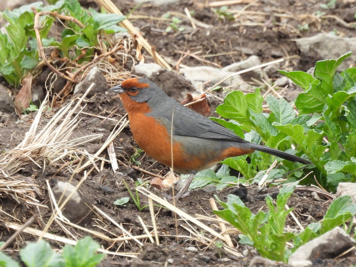Cochabamba Mountain Finch - ML643505688