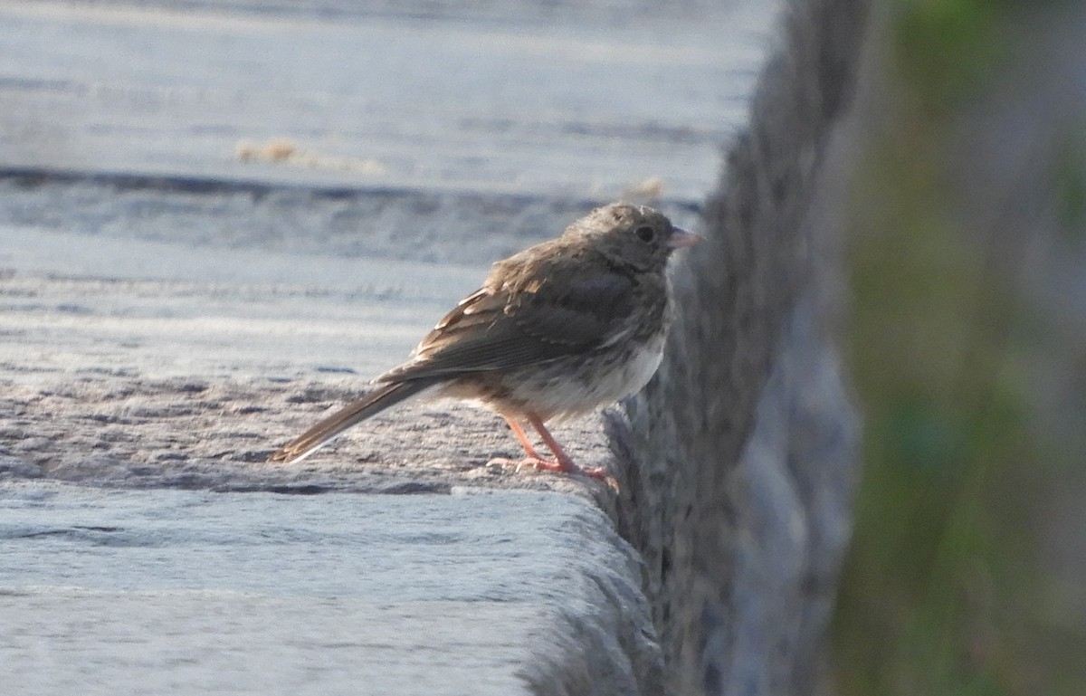 Dark-eyed Junco (Slate-colored) - ML643505694