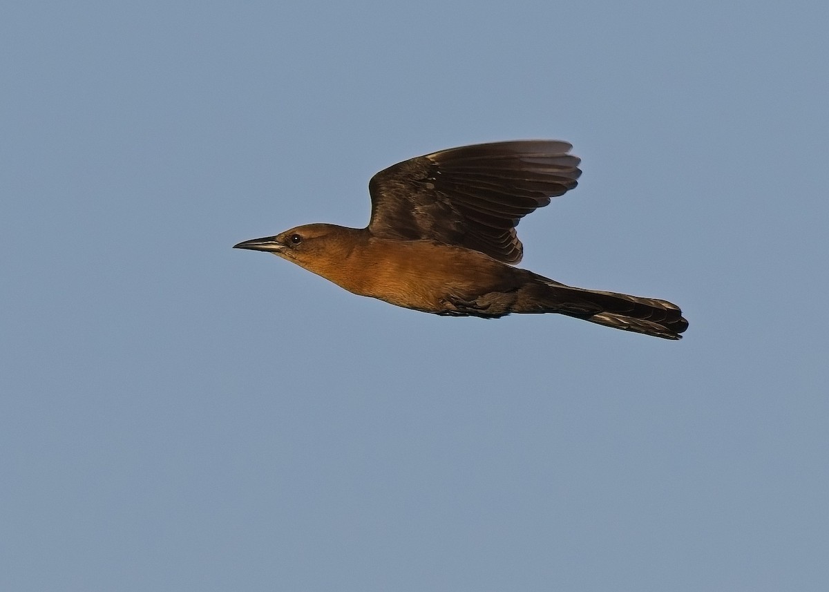 Boat-tailed Grackle - ML643505706
