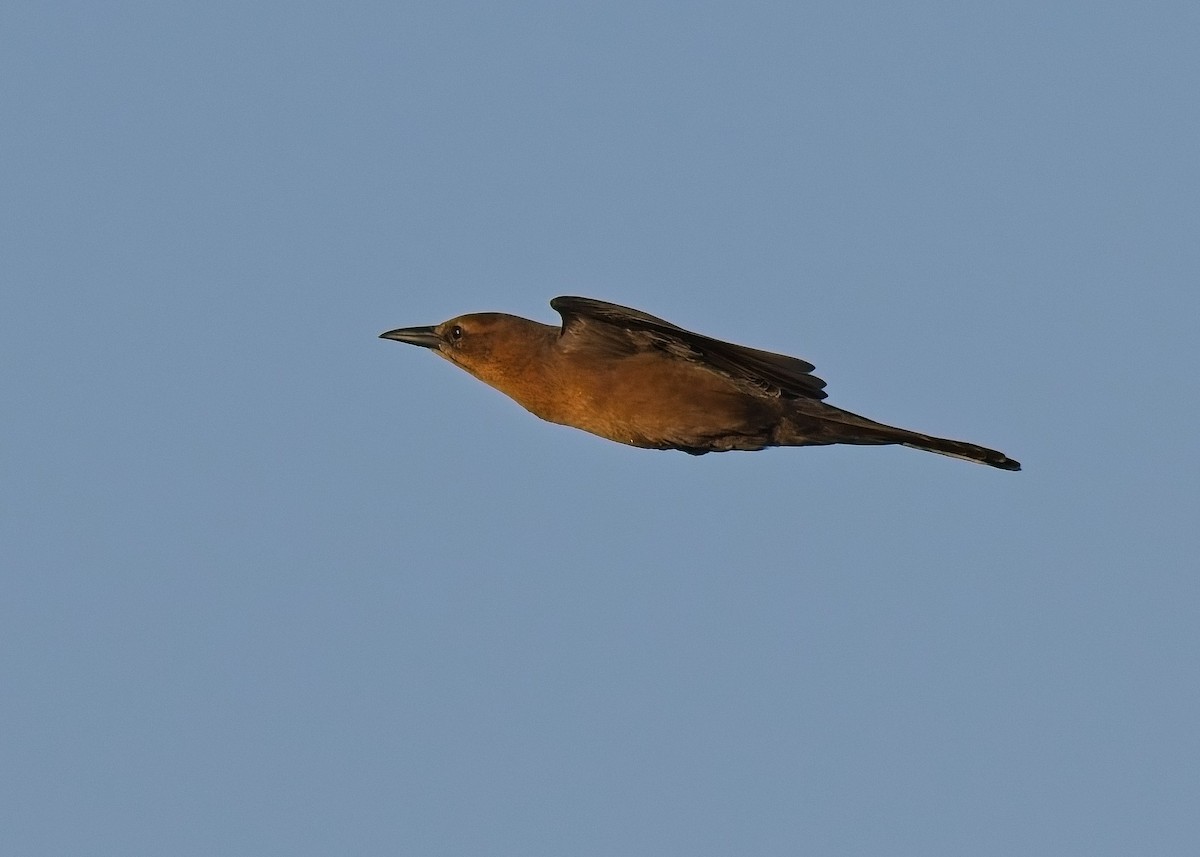 Boat-tailed Grackle - ML643505707