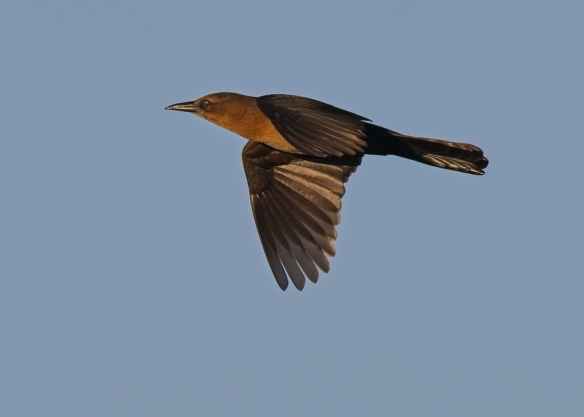 Boat-tailed Grackle - ML643505708